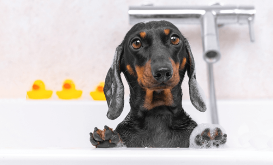 Dog in bath using hot water