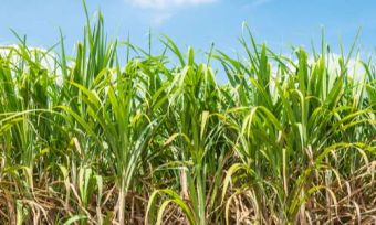 Sugarcane growing in a field